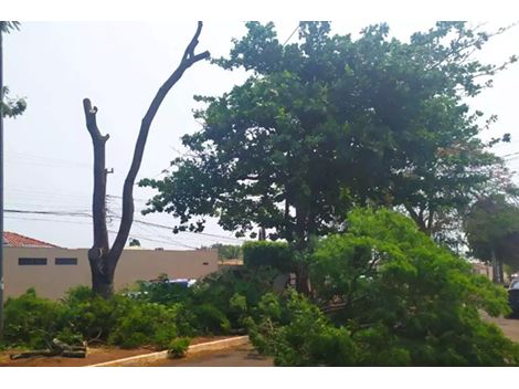 Preço de Poda de Árvores na Chácara Santo Antônio