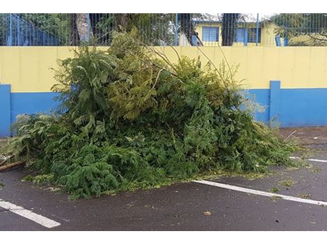 Empresa de Remoção de Galhos na Cidade Ademar