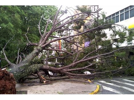 Remoção de Árvore na Cidade Ademar