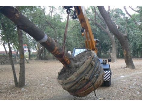 Contratar Transplante de Árvores na Cidade Dutra