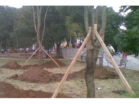 Empresa de Transplante de Árvores na Cidade Dutra