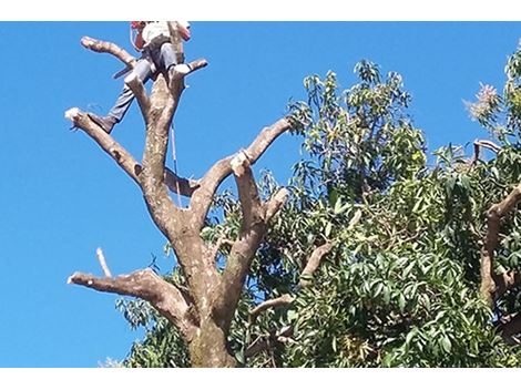 Contratar Remoção de Galhos na Praça da Árvore