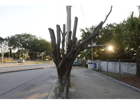 Corte e Poda de Árvores na Praça da Árvore