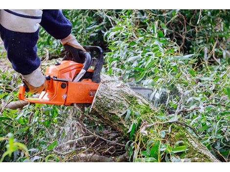 Empresa Especializada em Remoção de Árvores na Praça da Árvore