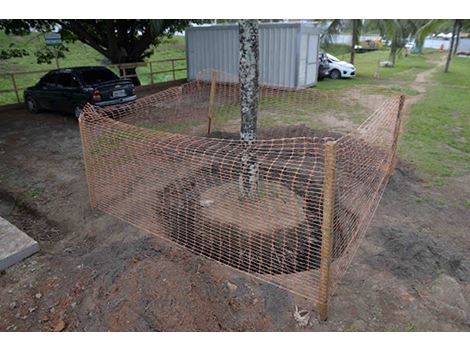 Preço de Transplante de Árvores na Praça da Árvore