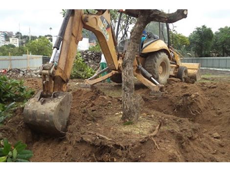 Transplante de Árvores na Vila Clementino