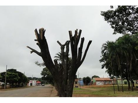 Empresa de Poda de Árvores na Vila das Mercês