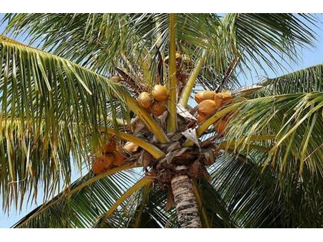 Poda de Coqueiros na Vila das Mercês