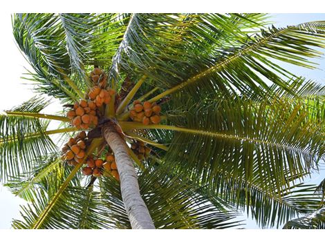 Poda e Limpeza de Coqueiros na Vila das Mercês