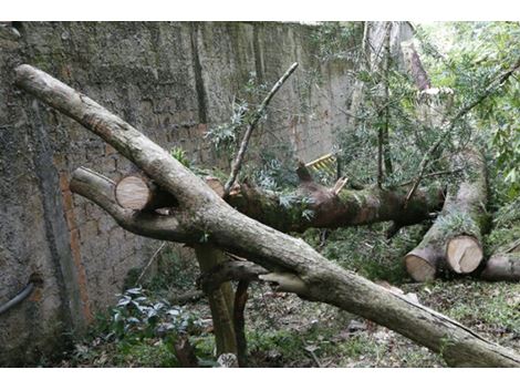 Serviço de Remoção de Galhos na Vila das Mercês