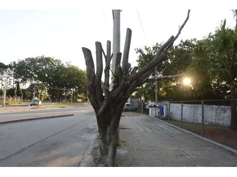 Corte e Poda de Árvores no Castro Alves
