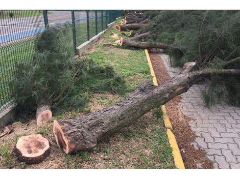 Preço de Corte de Árvores no Jardim Eliana