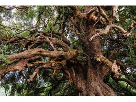 Serviço de Remoção de Árvores no Jardim Eliana