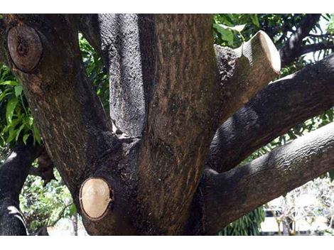Empresa Especializada em Poda de Árvores no Morumbi
