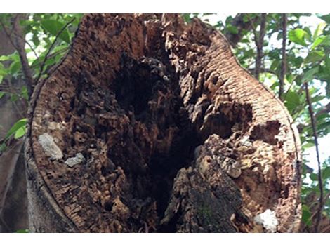 Contratar Remoção de Árvores no Bosque da Saúde