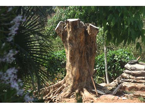 Remoção de Árvores no Bosque da Saúde