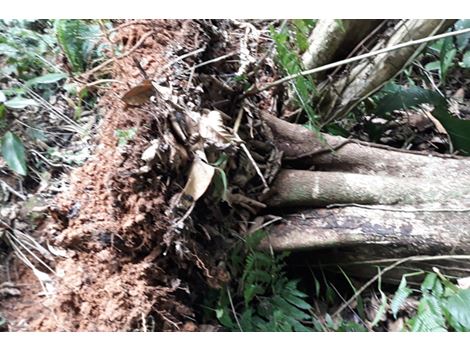Preço de Remoção de Árvores em Higienópolis