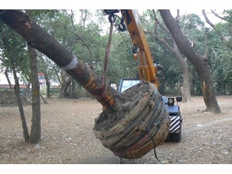 Contratar Transplante de Árvores na Penha