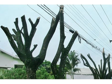 Serviço de Poda de Árvores na Zona Leste